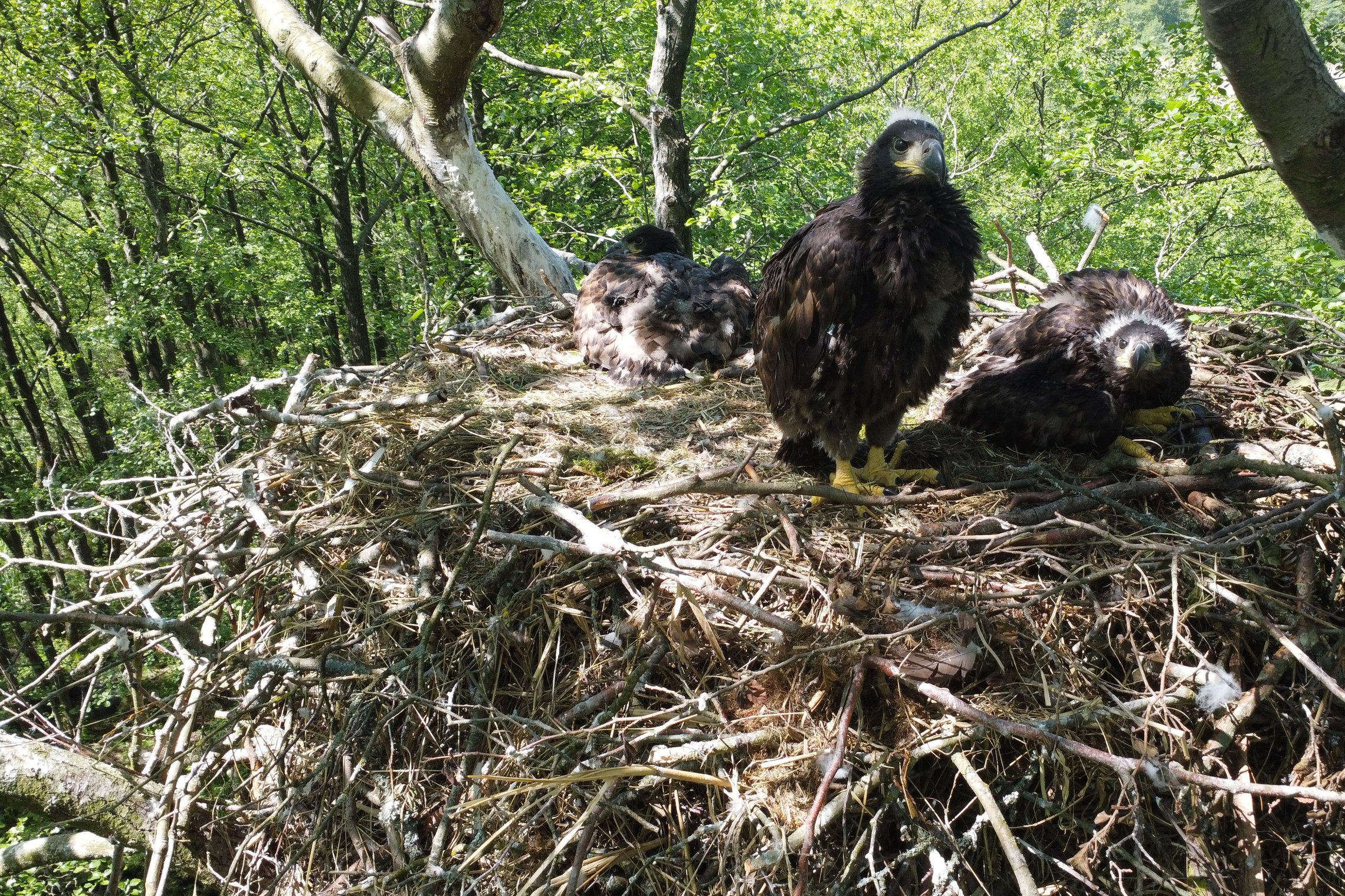 Šiais metais Nemuno deltos miškuose tik viename lizde pavyko aptikti tris jauniklius