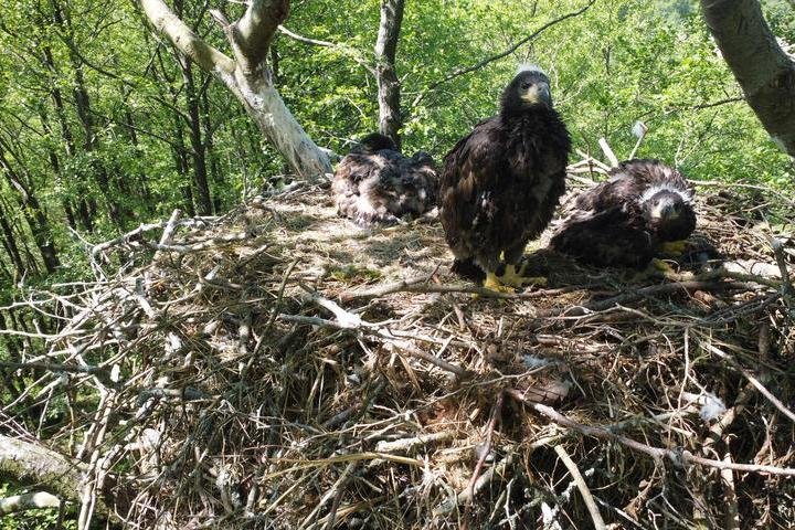 Šiais metais Nemuno deltos miškuose tik viename lizde pavyko aptikti tris jauniklius
