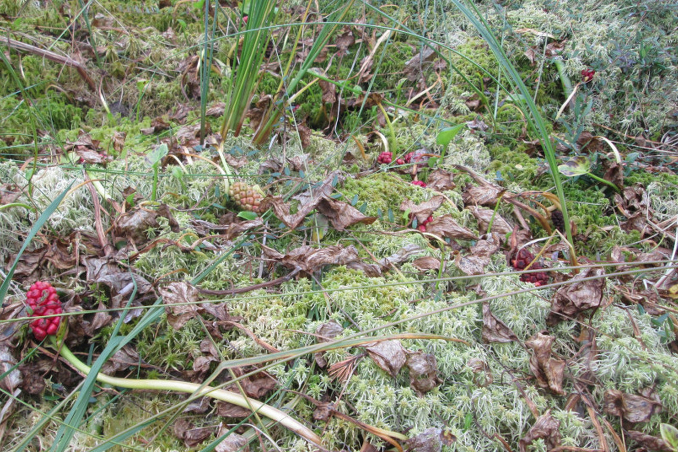 Iliustracija
