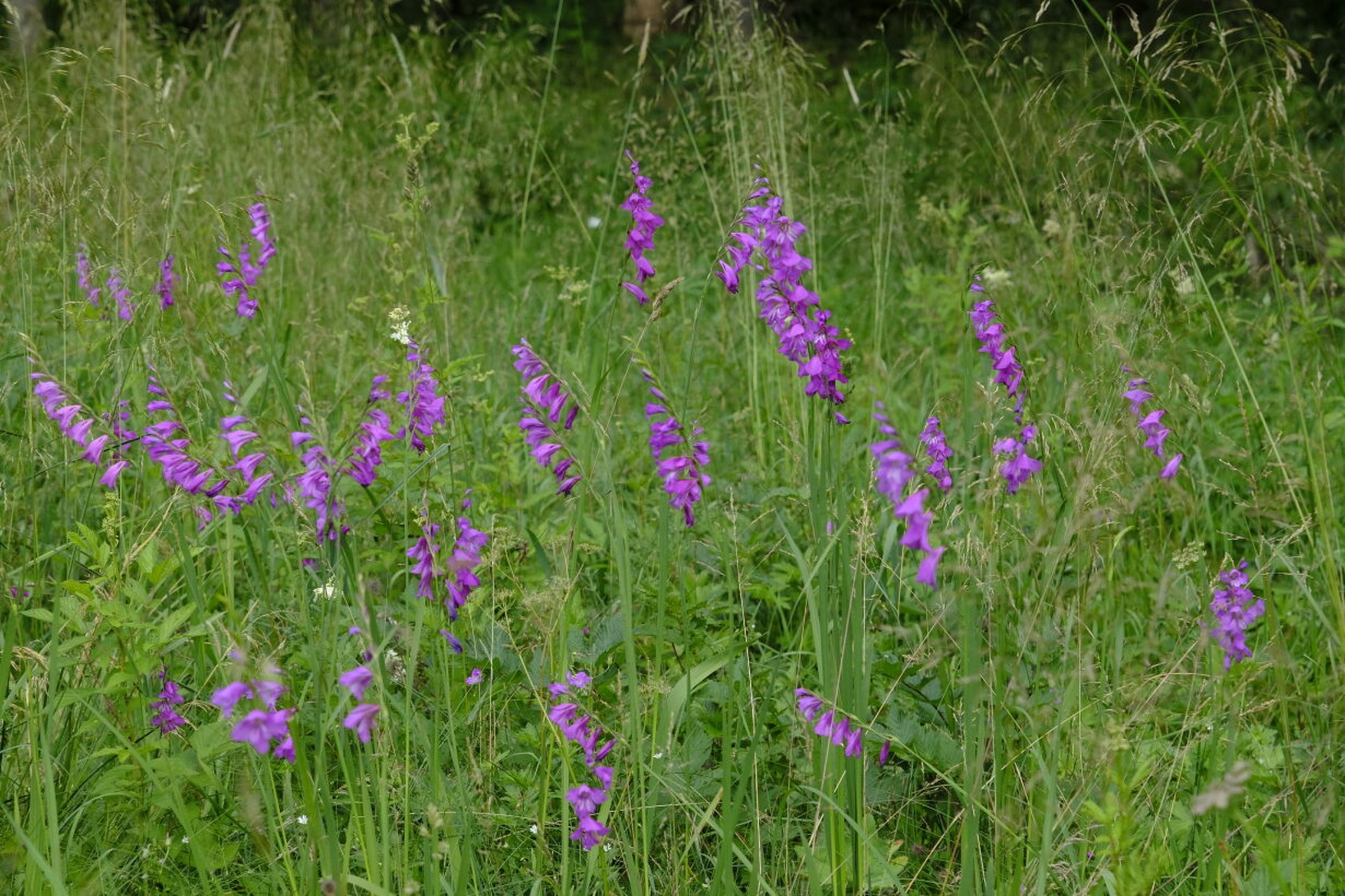 Iliustracija