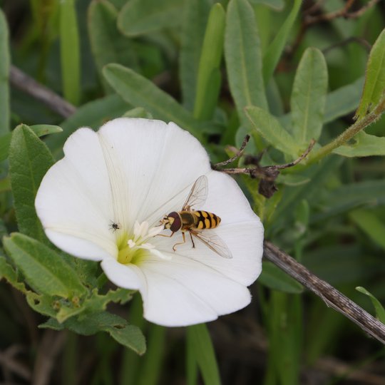 Iliustracija