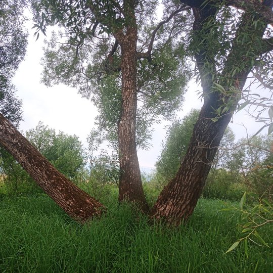 Iliustracija