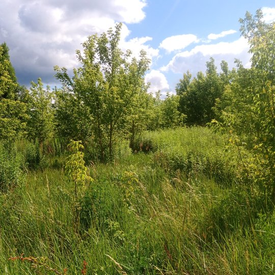 Iliustracija