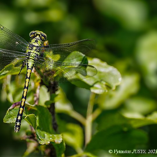 Iliustracija