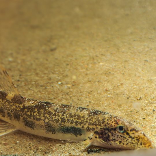 Iliustracija