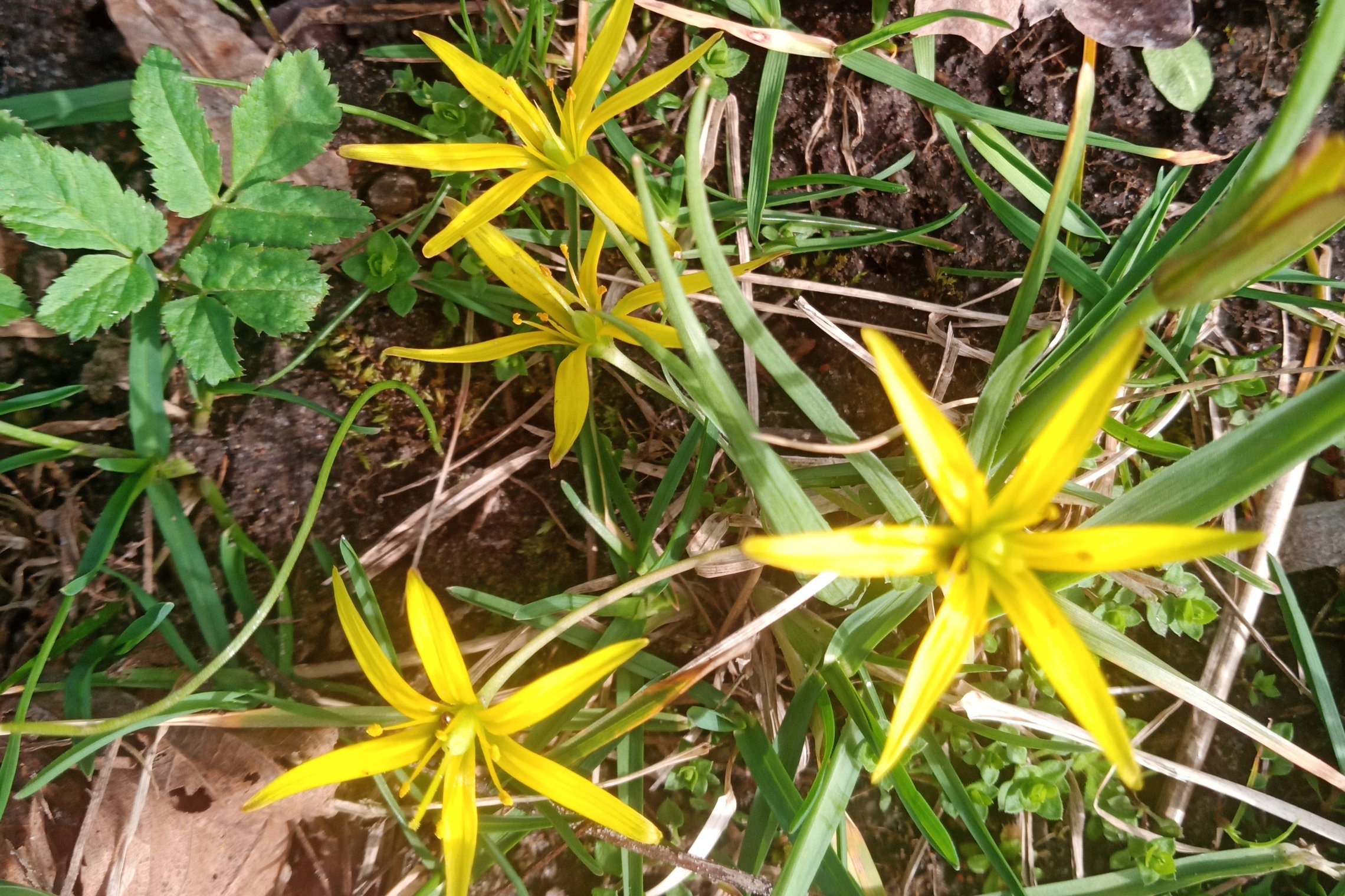 Iliustracija