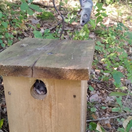 Iliustracija