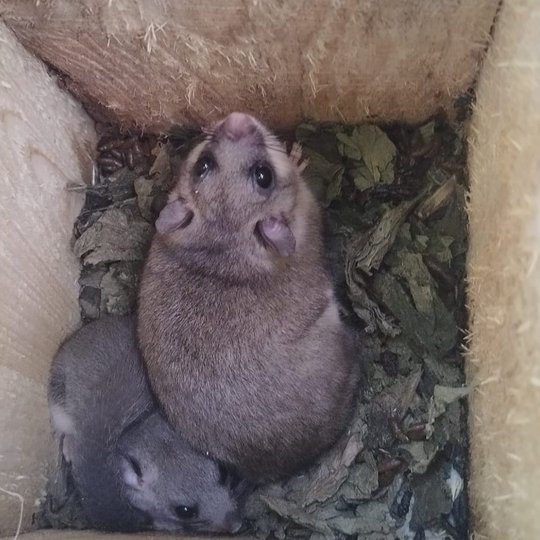 Iliustracija