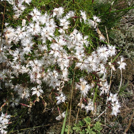 Iliustracija