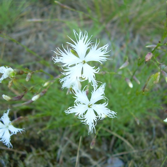 Iliustracija