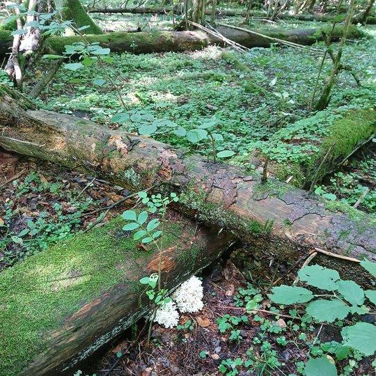 Iliustracija