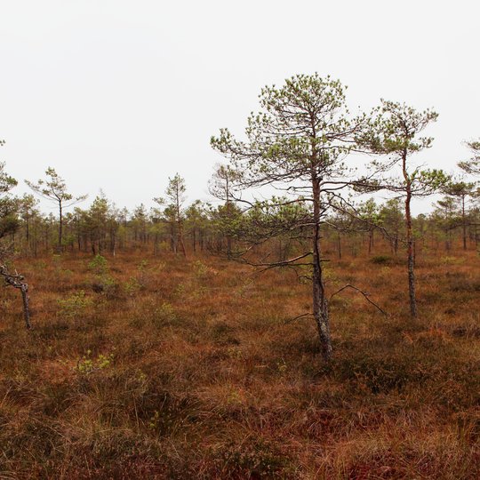 Iliustracija