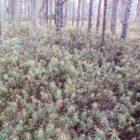 Iliustracija