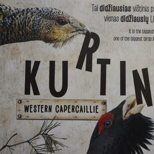 Iliustracija