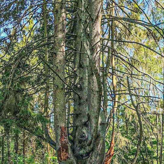 Iliustracija