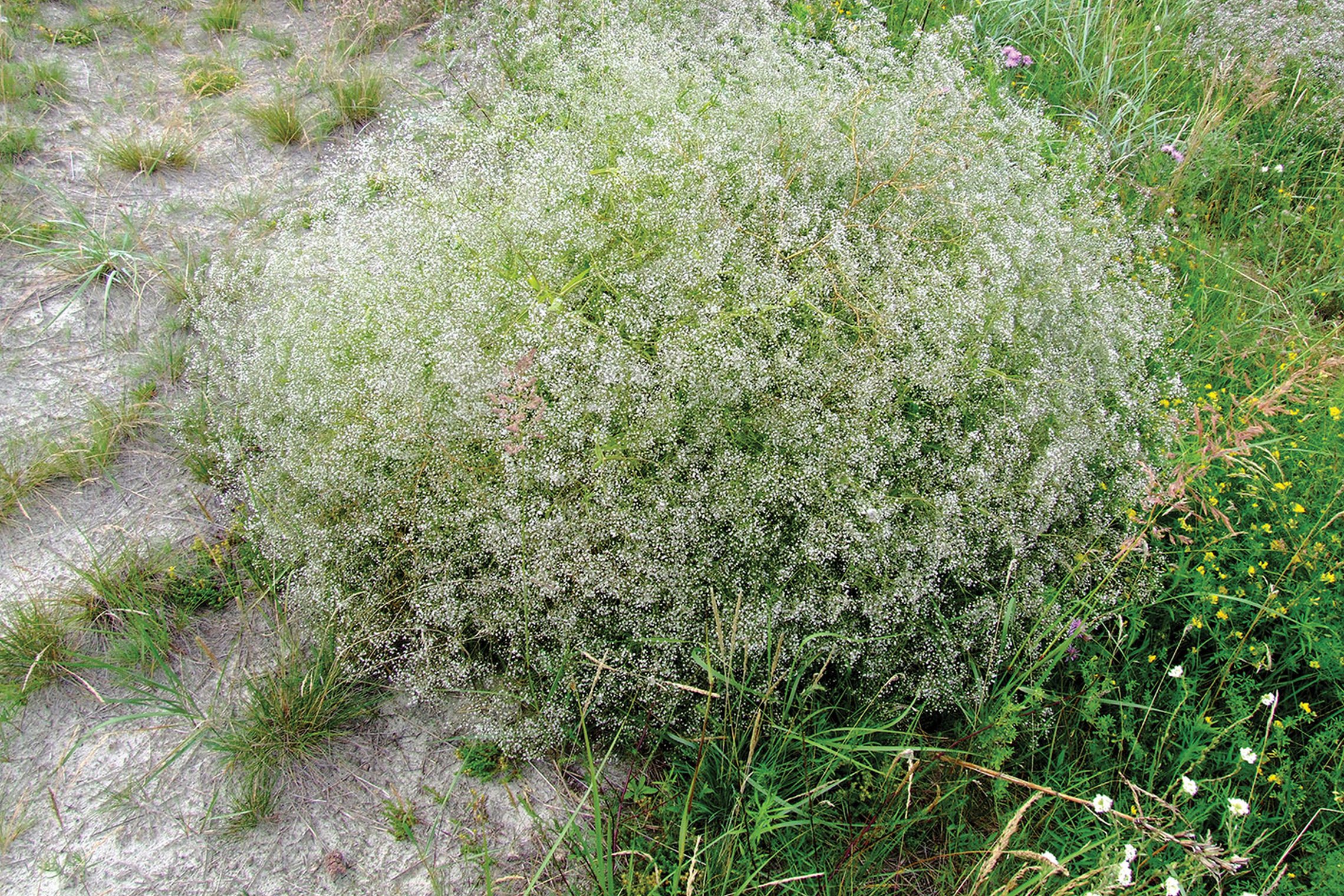 Iliustracija