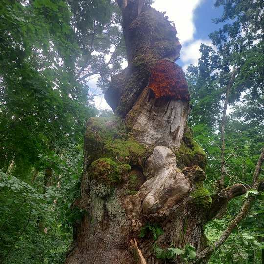 Iliustracija