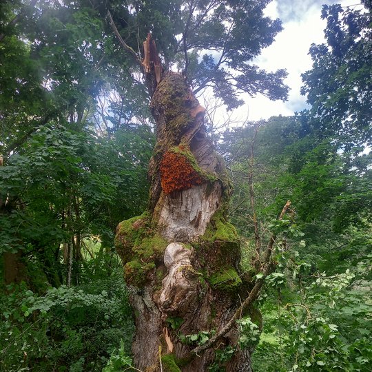 Iliustracija