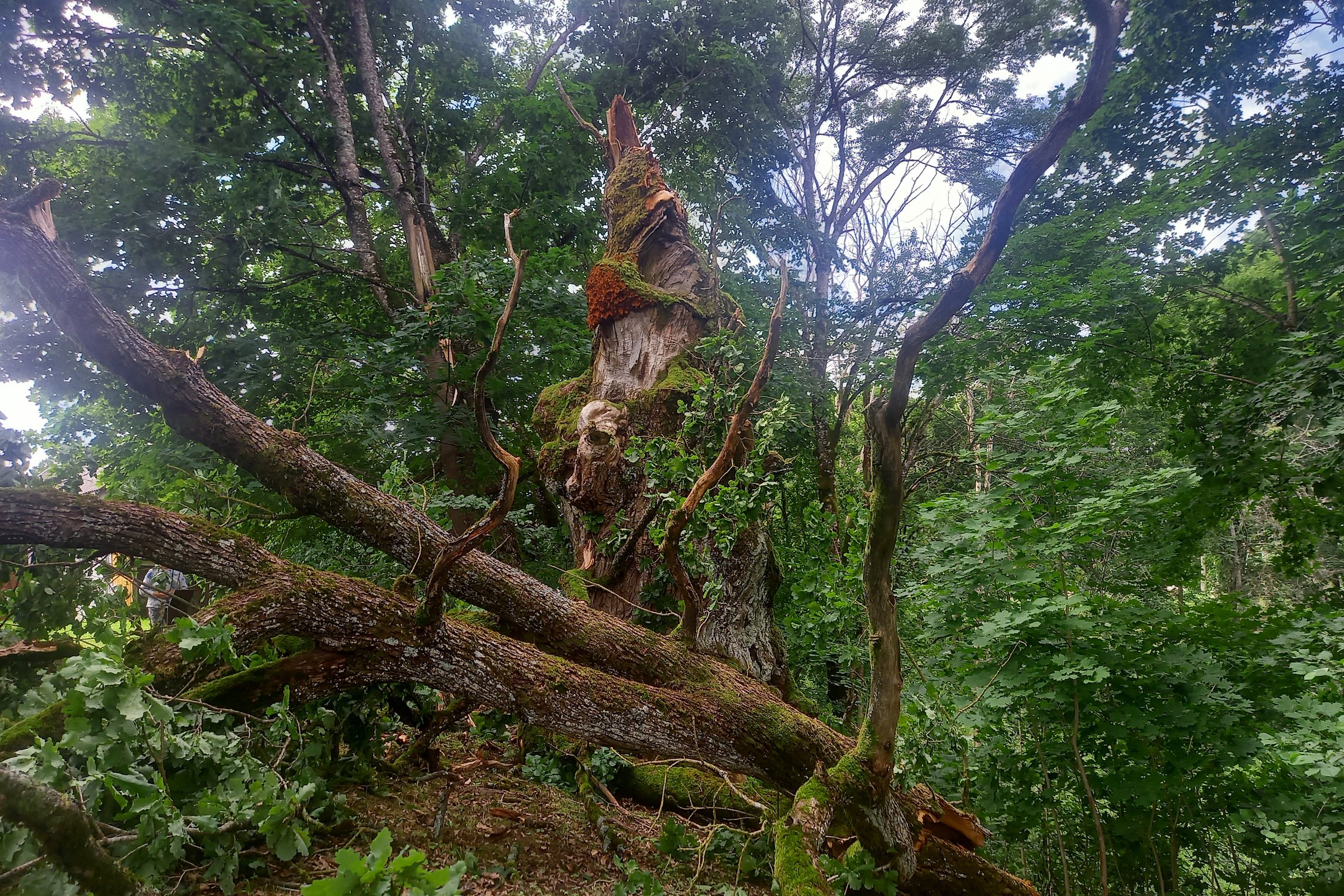 Iliustracija