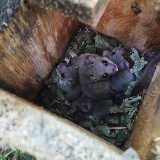 Iliustracija