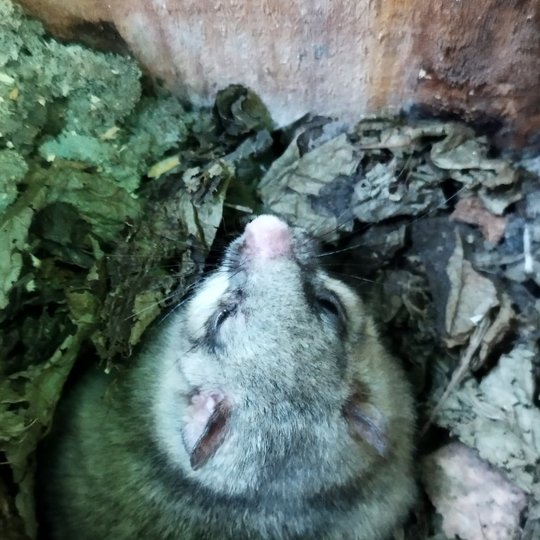 Iliustracija
