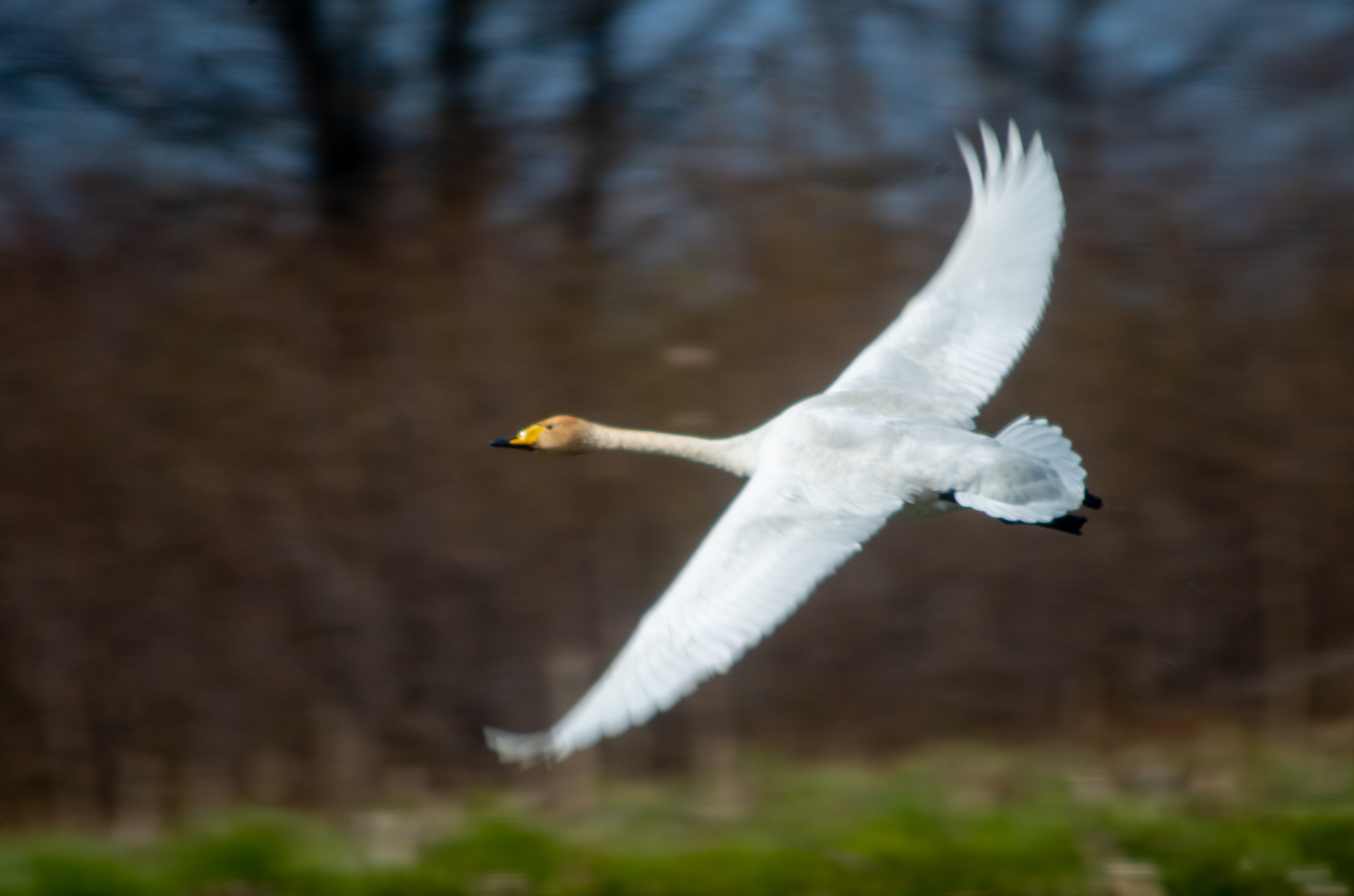IMGP9417-2.jpg