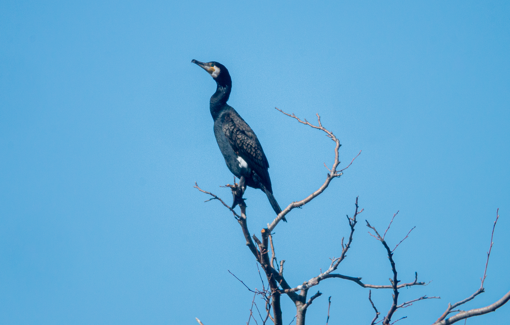 IMGP9294-2.jpg