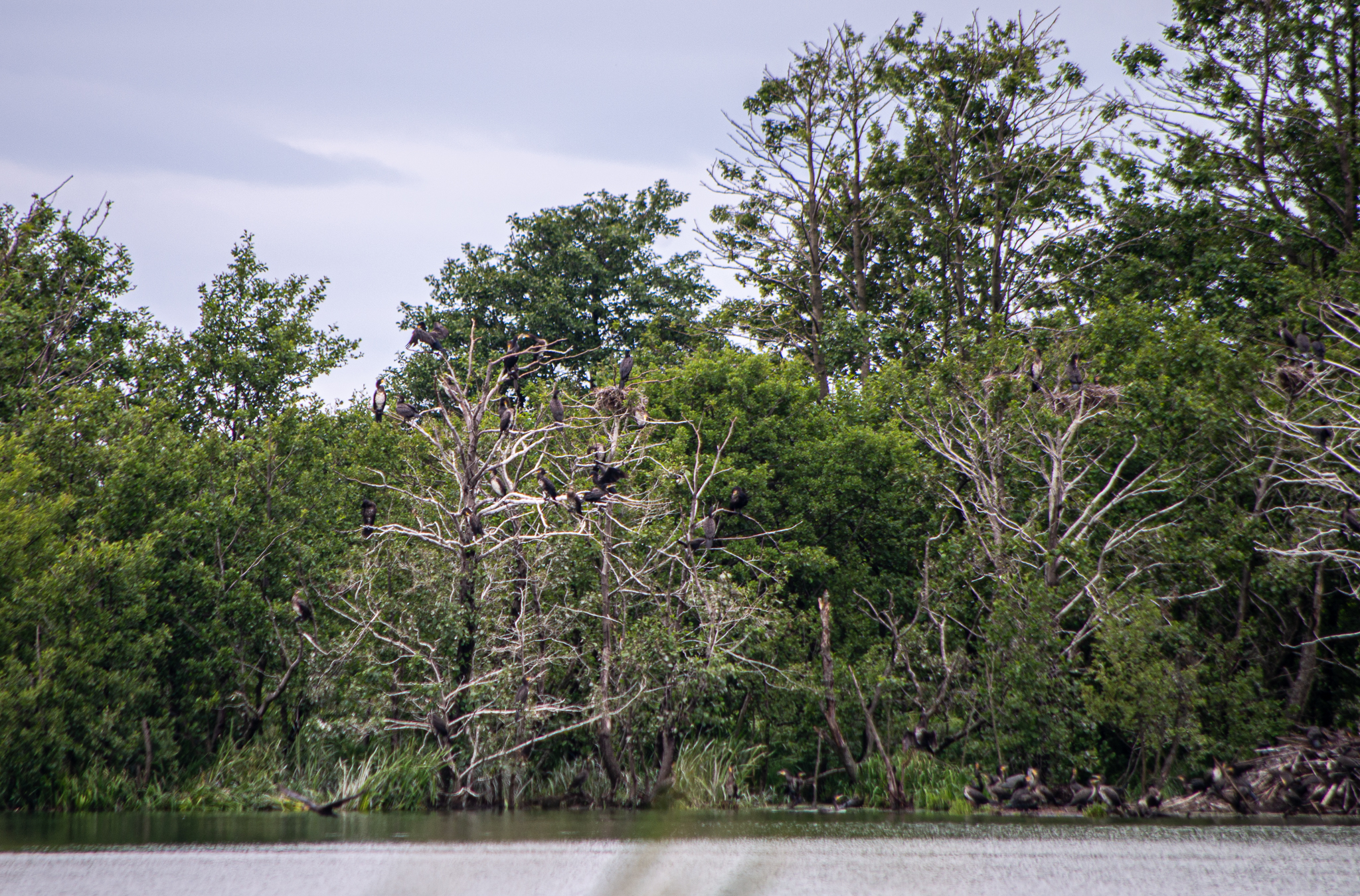 IMGP0561-2.jpg