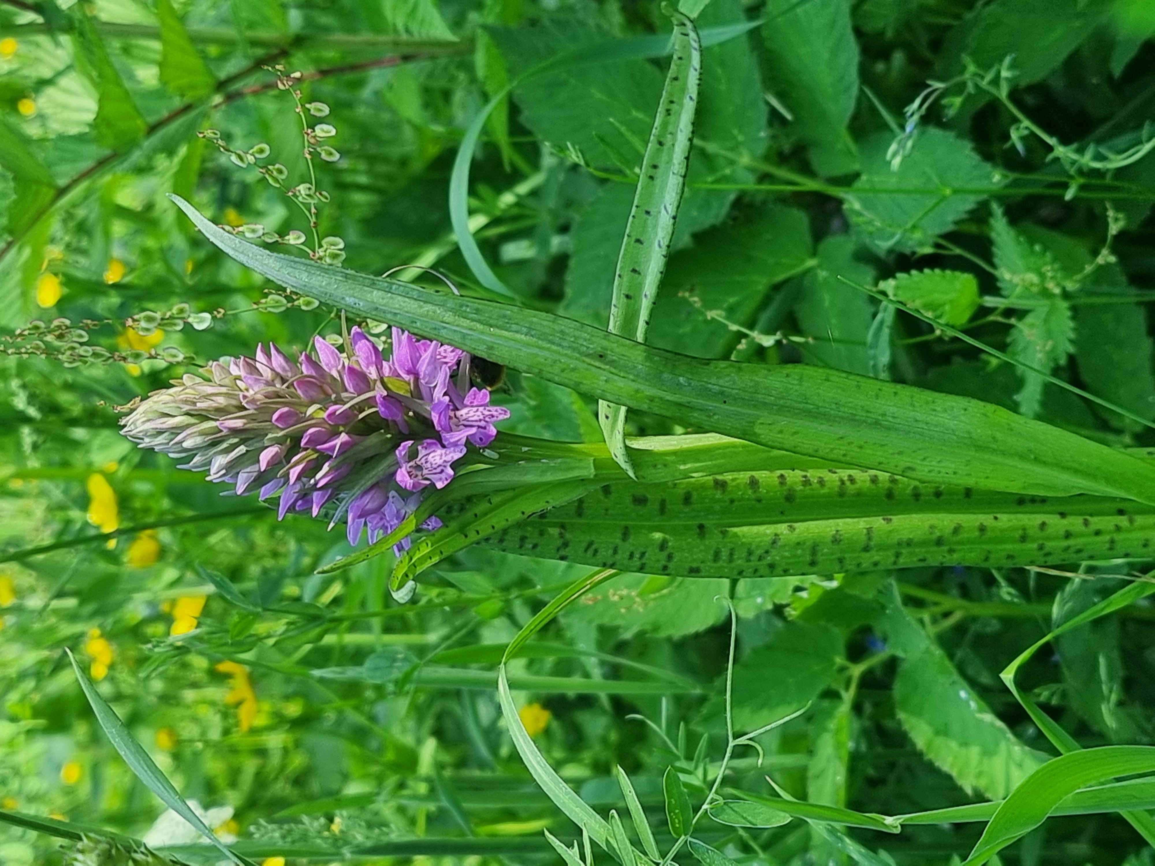 dactylorhiza baltica (4).jpg