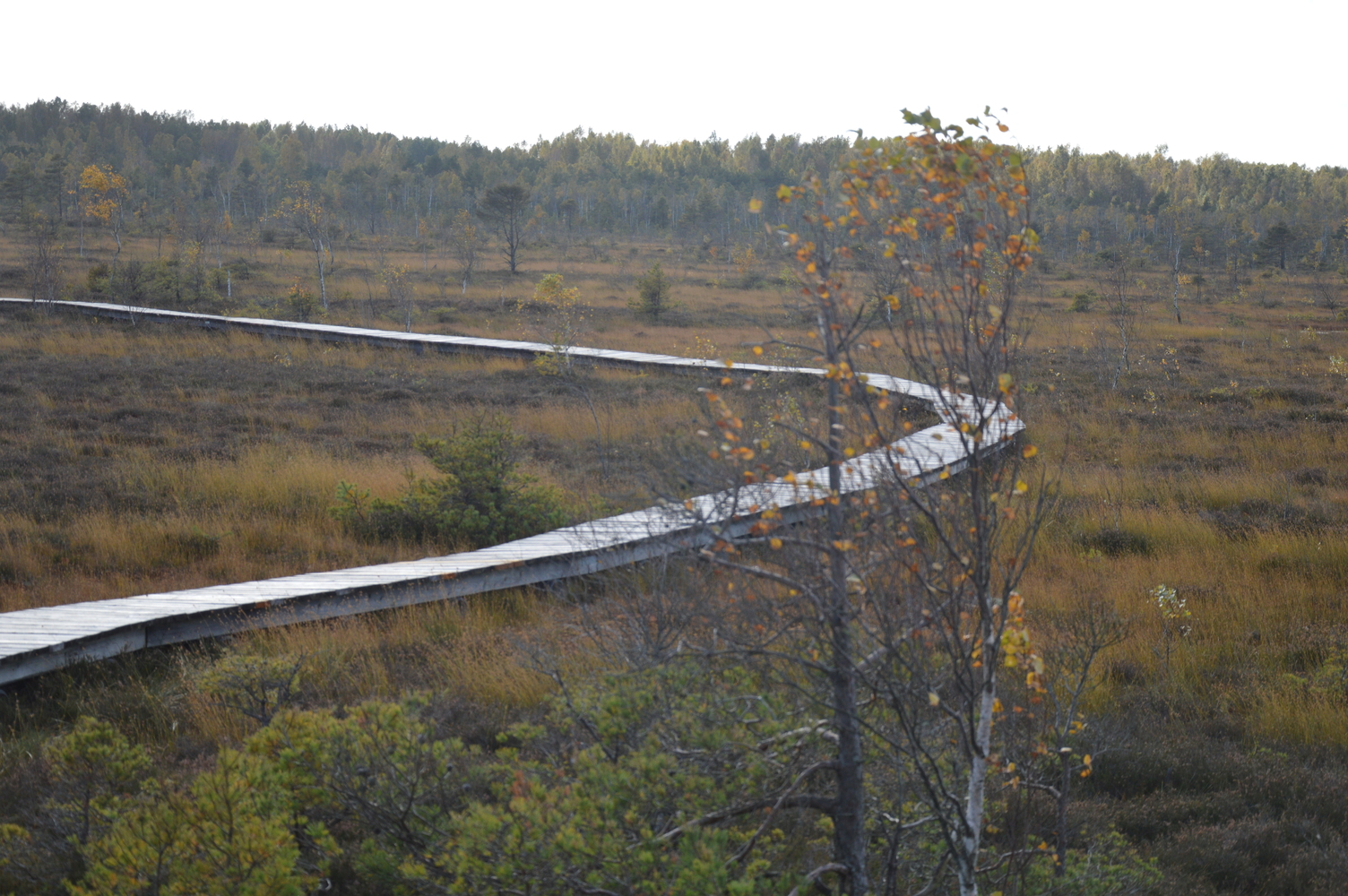 DSC_0368.jpg