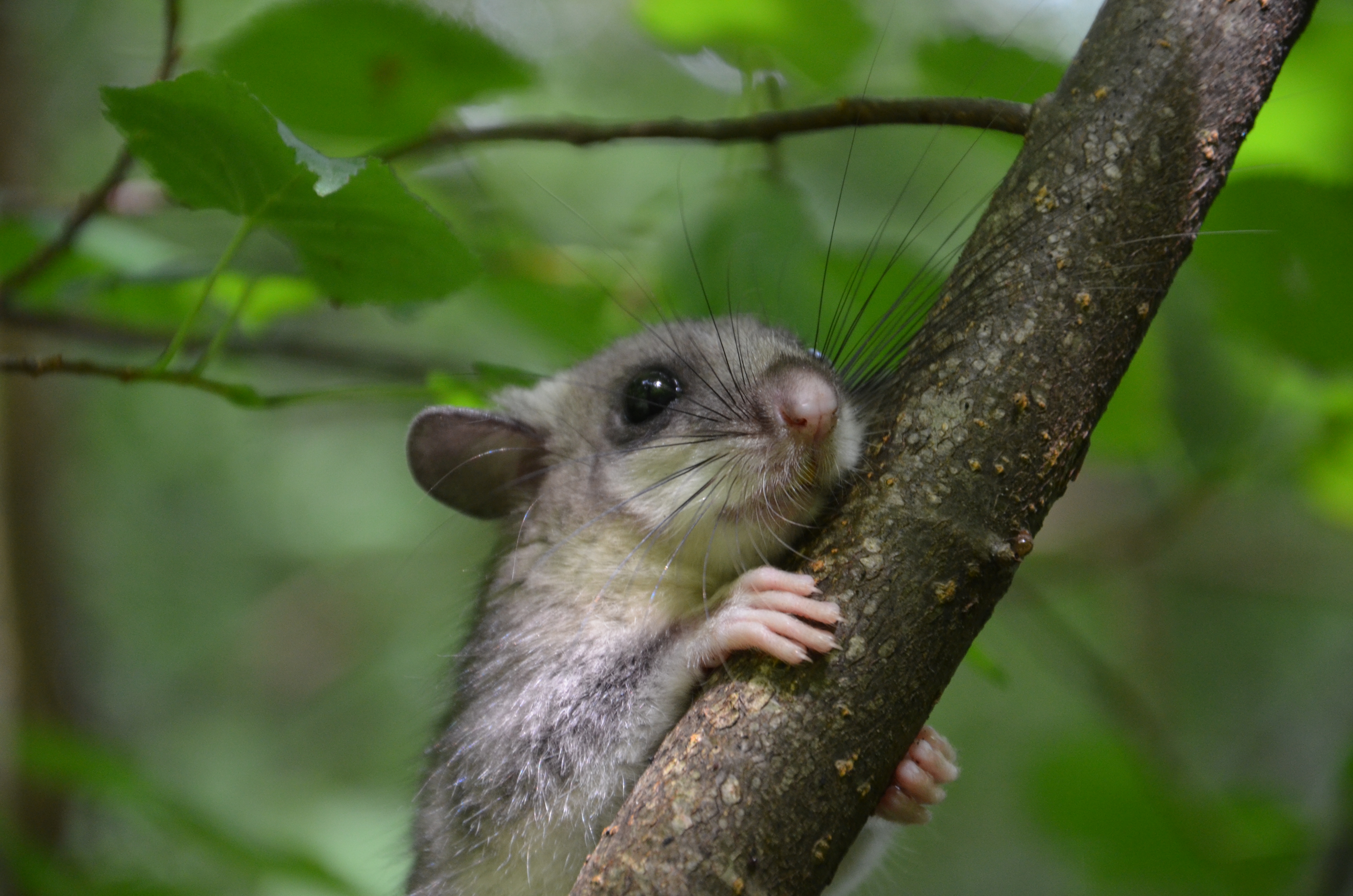 Didžioji miegapelė (Glis glis).JPG