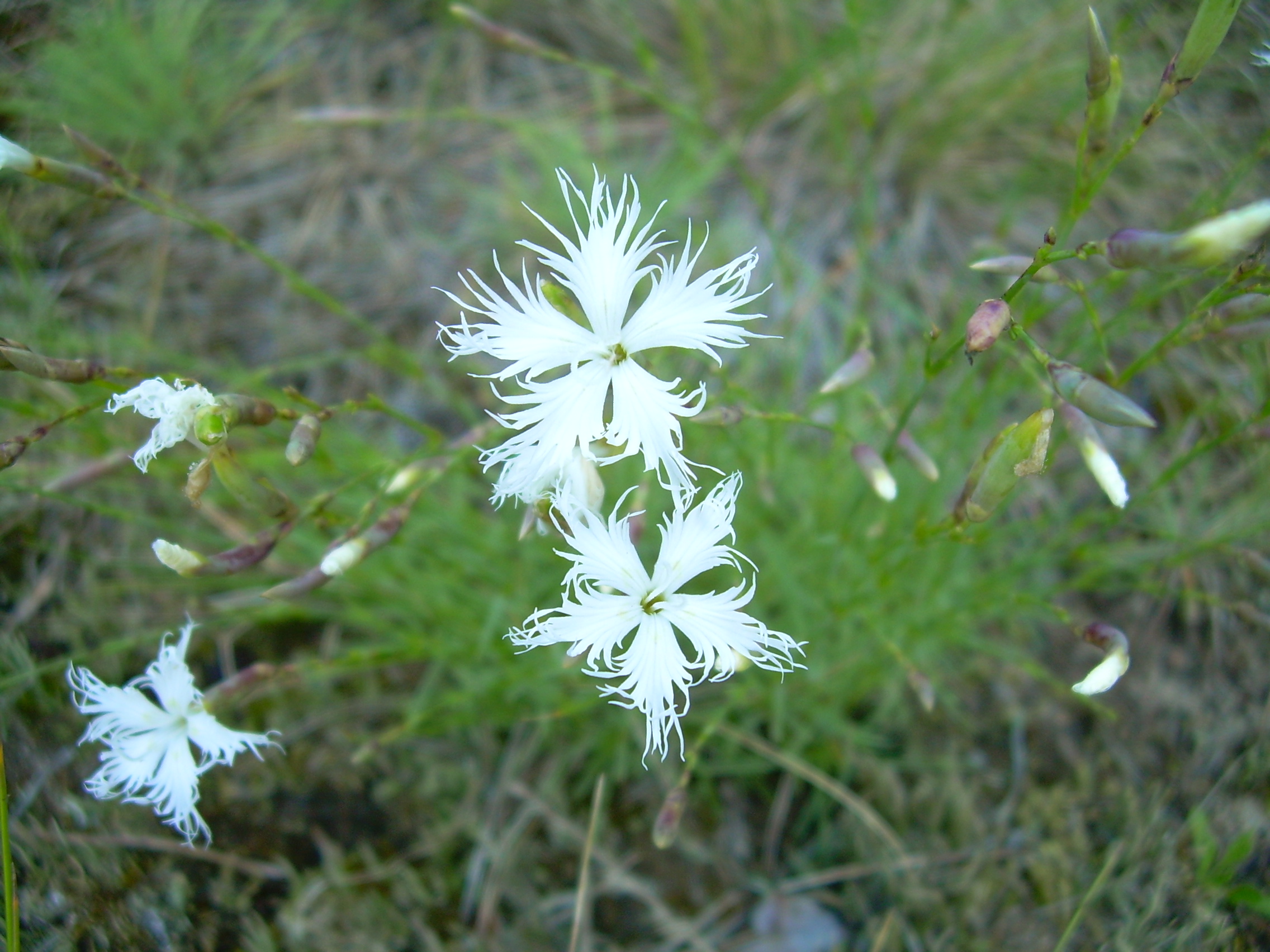 Smiltyninis gvazdikas  (Dianthus arenarius).JPG