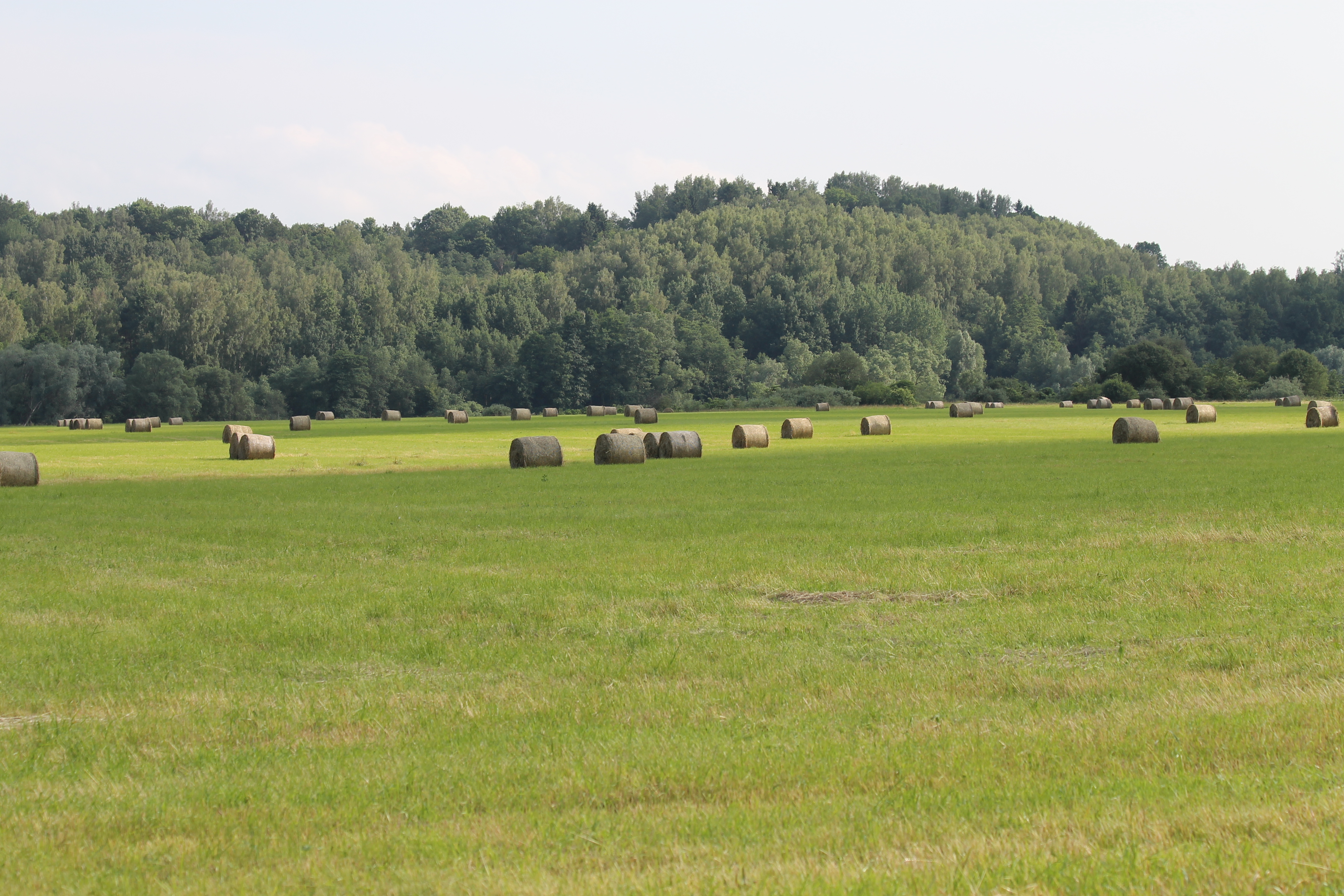 Šienaujamos mezofitų pievo (6510).JPG