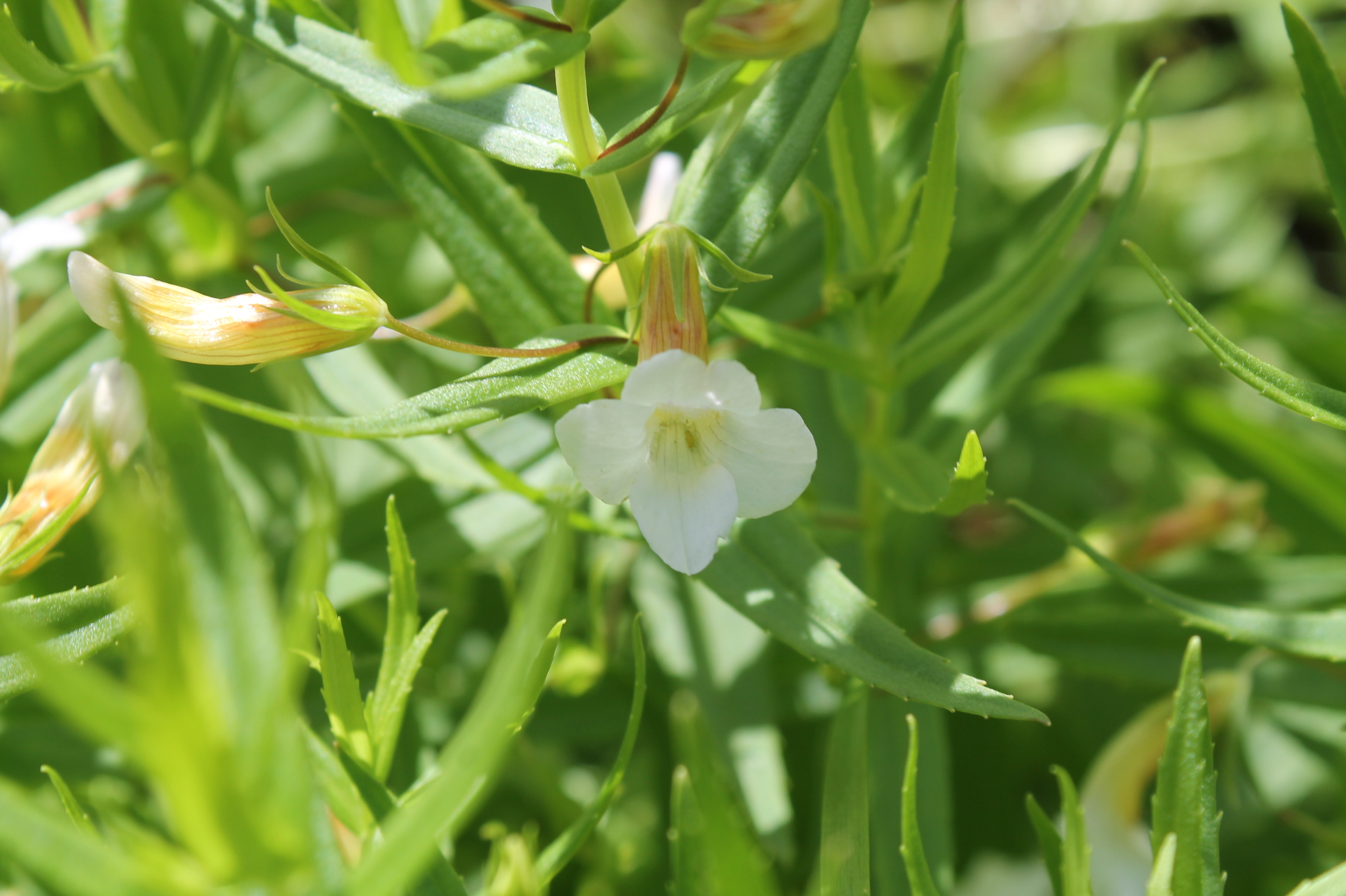Vaistinė raitinytė (Gratiola officinalis).JPG