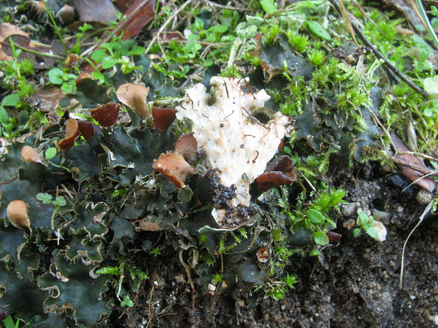 baltagysle meskapede.jpg