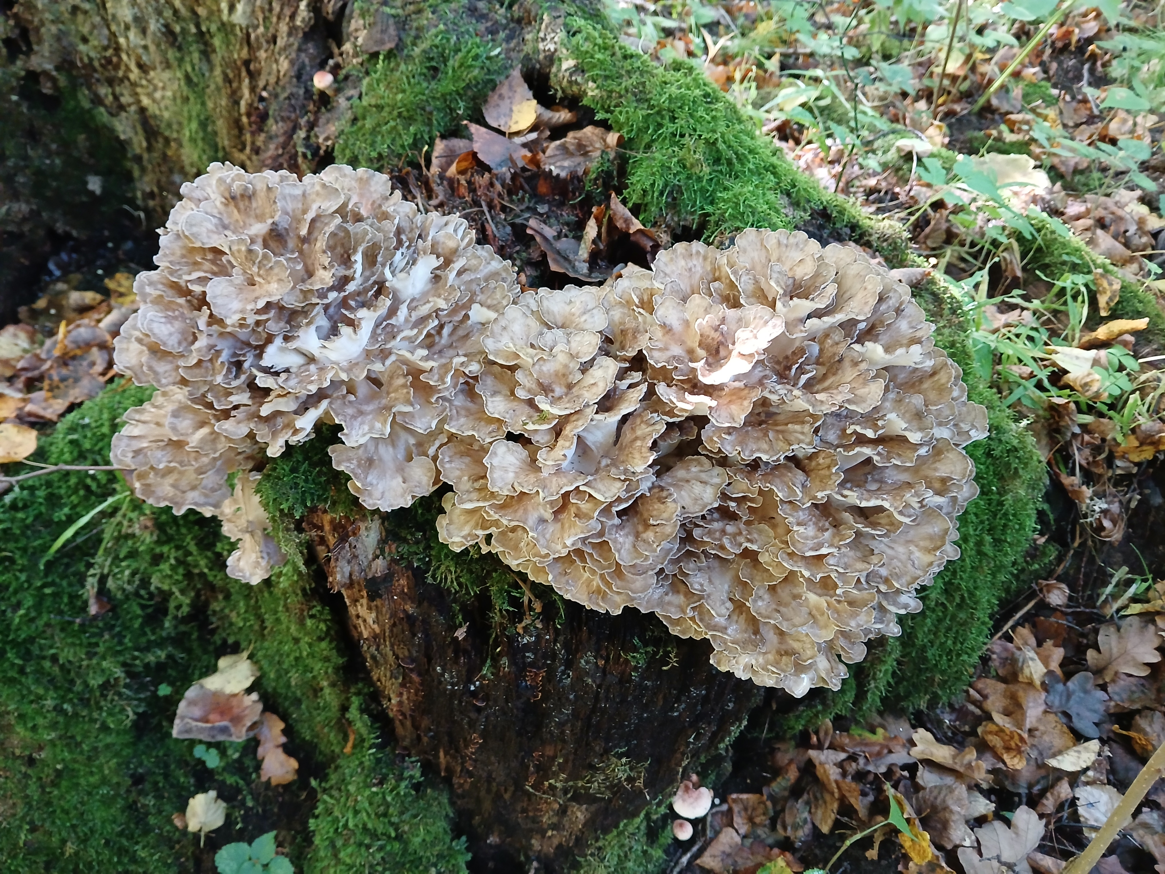 20260922_120315.jpg